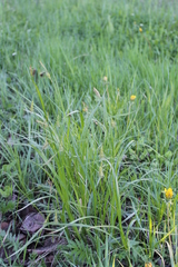 Carex arnellii