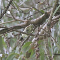 Microeca flavigaster