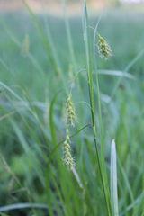 Carex arnellii