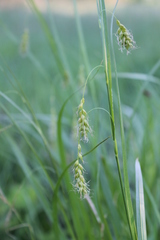 Carex arnellii