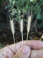 Hordeum bulbosum