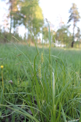 Carex arnellii