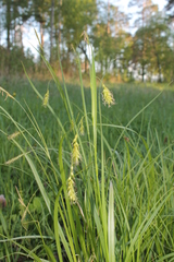 Carex arnellii