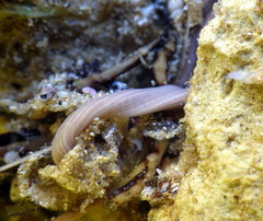 Baseodiscus delineatus