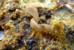 Baseodiscus delineatus