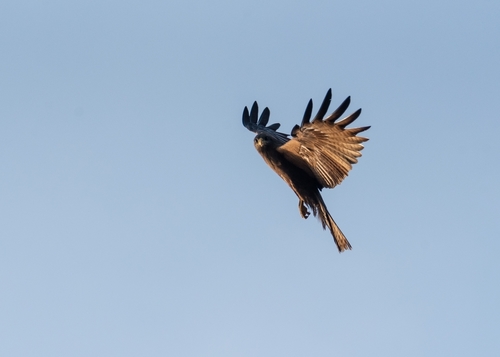 Yellow-billed Kite