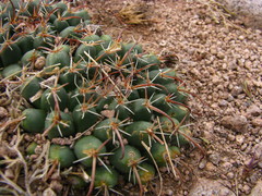 Mammillaria uncinata