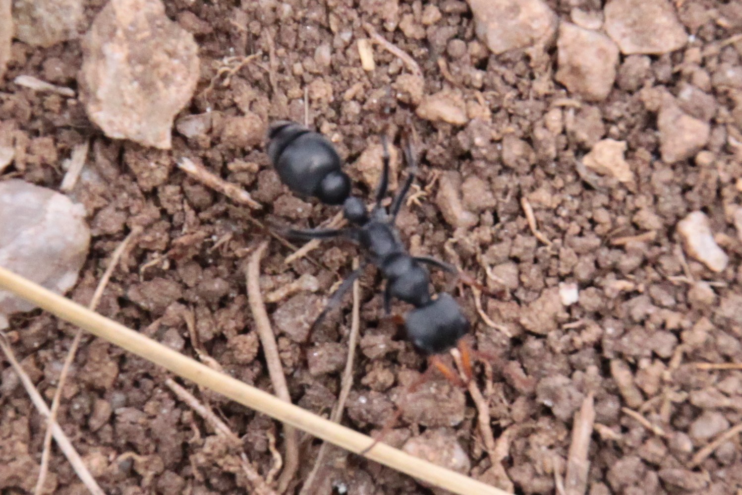 Myrmecia haskinsorum