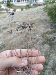 Minuartia glomerata