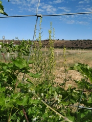 Linaria biebersteinii