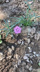 Dianthus chinensis