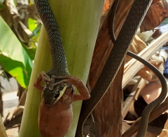 Dendrelaphis chairecacos