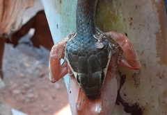 Dendrelaphis chairecacos