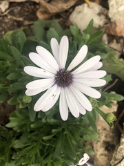 Dimorphotheca pluvialis