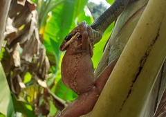 Dendrelaphis chairecacos