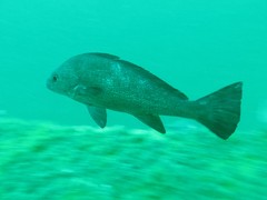 Umbrina ronchus