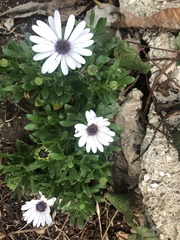 Dimorphotheca pluvialis