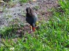 Gallinula galeata