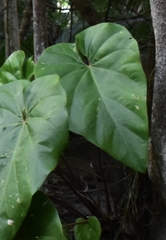Anthurium grandifolium