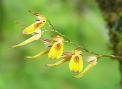 Specklinia grobyi