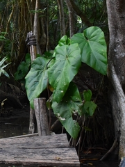 Anthurium grandifolium