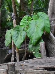 Anthurium grandifolium