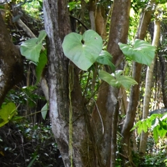 Anthurium grandifolium