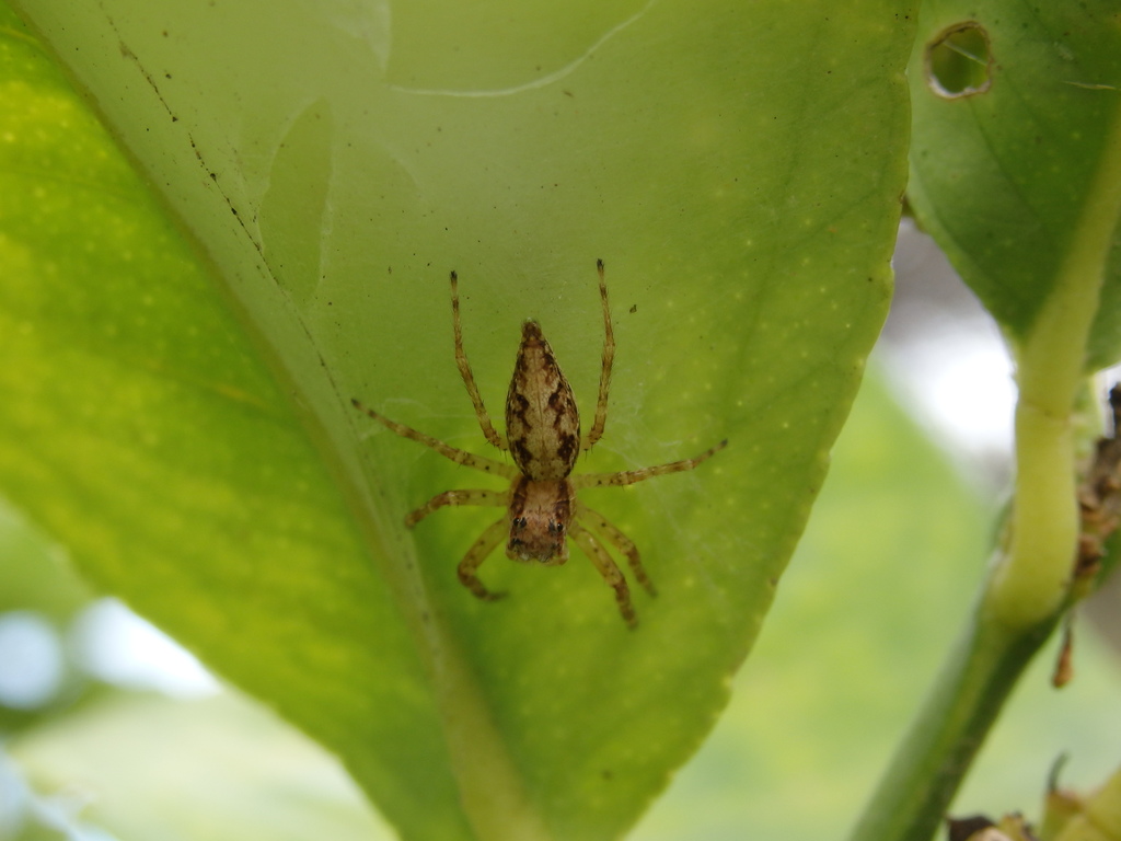 Aussie Bronze Jumping Spider from Melbourne VIC, Australia on February
