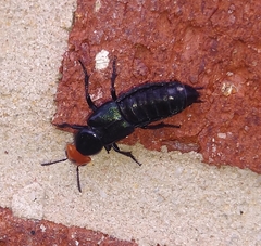 Creophilus erythrocephalus