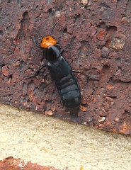 Creophilus erythrocephalus