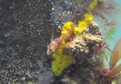 Helcogramma decurrens
