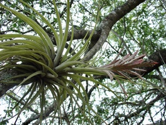 Tillandsia didisticha
