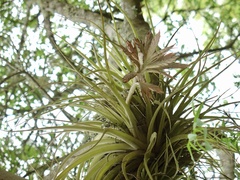 Tillandsia didisticha
