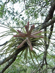 Tillandsia didisticha