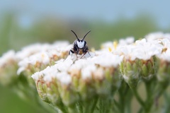 Hylaeus nigritus