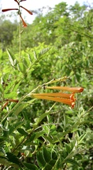 Tecoma tenuiflora