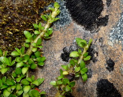 Coprosma perpusilla perpusilla