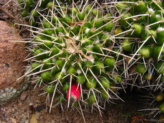 Mammillaria compressa compressa