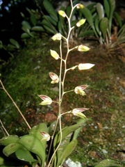 Specklinia grobyi