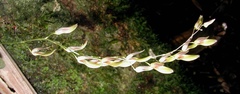 Specklinia grobyi