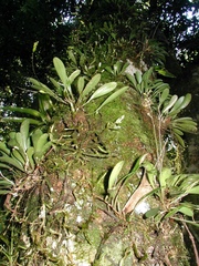 Specklinia grobyi