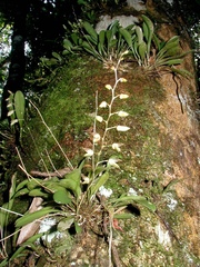 Specklinia grobyi