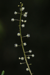 Codiaeum variegatum moluccanum