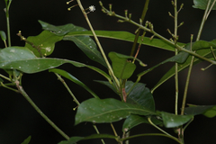 Codiaeum variegatum moluccanum