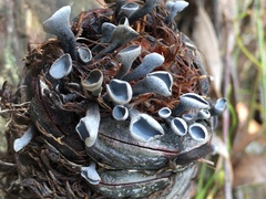 Banksiamyces macrocarpus