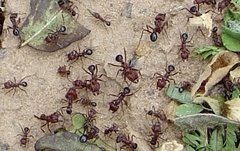 Amoimyrmex