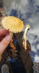 Leratiomyces percevalii