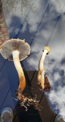 Leratiomyces percevalii