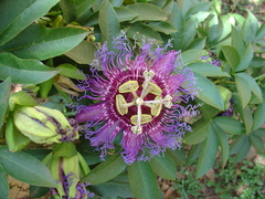 Passiflora cincinnata