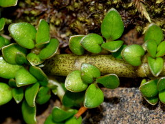Coprosma perpusilla perpusilla